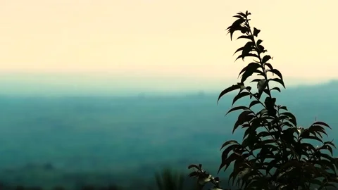  moving leaves  Stock Footage 130914425