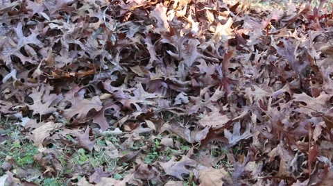 Moving leaves with leaf blower Stock Footage 45118452
