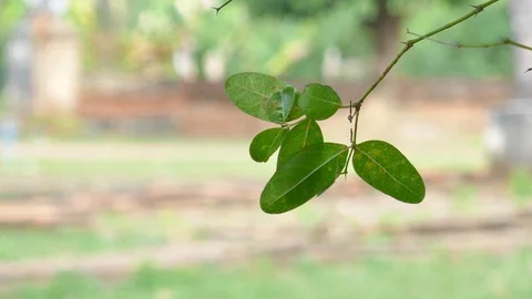 Moving leaves In the natural wind Stock Footage 100699675