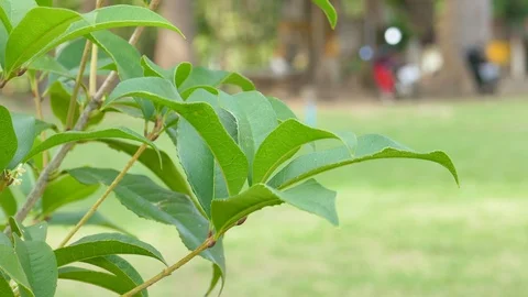 Moving leaves In the natural wind Stock Footage 100699739
