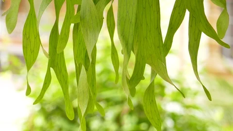 Moving leaves In the natural wind Stock Footage 100702025