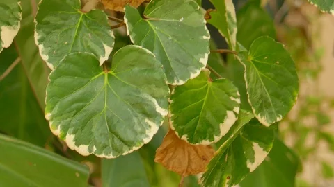 Moving leaves In the natural wind Stock Footage 100702414
