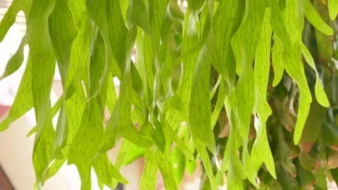 Moving leaves In the natural wind Stock Footage 100702619