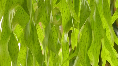 Moving leaves In the natural wind Stock Footage 100702780