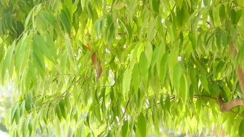 Moving leaves In the natural wind Stock Footage 100702930