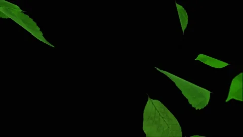 Moving Leaves Particle Flow falling Animation. Nature Elements. 4K Realistic 3D Stock Footage 141055894