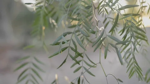Moving leaves on a pepper tree Stock Footage 94097165