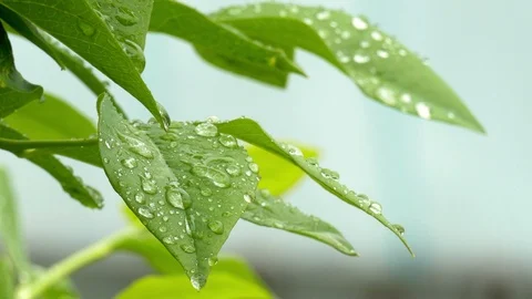 Moving leaves with raindrops Stockbeeldmateriaal 86591615