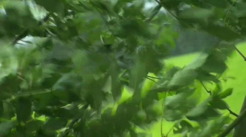 Moving Leaves by Storm 库存影片 752596