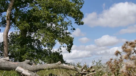 Moving leaves of tree on windy day Stock Footage 41302474