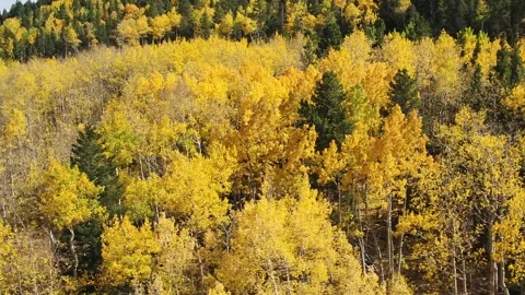 Moving Left Across Scene of Gold Aspens and Pines w/ townhouse community - Drone Video stock 161893893