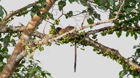 Moving to the left looking for the best fruit while already eating Stock Footage 253989145