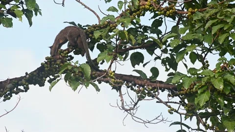 Moving to the left while looking for a perfect fruit to eat, Three-striped Stock Footage 185452120