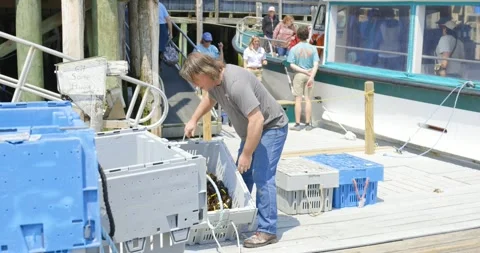 Moving lobster to market Stock Footage 346185673