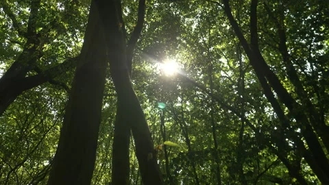 Moving looking up Tree tops with Sun flare Stock Footage 211781112