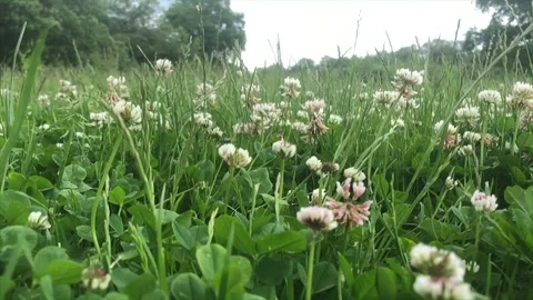 Moving low over a field of clover Stock Footage 156171934