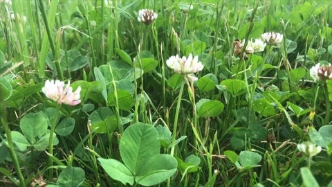 Moving low over a field of clover Stock Footage 156172207