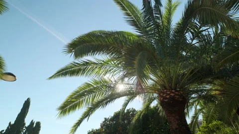 Moving lush of palm tree leaves against blue sunny sky Stock Footage 146456656