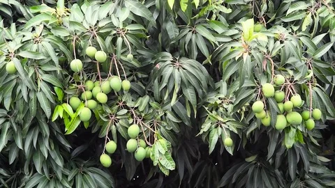 Moving mango tree with green mangos Stock Footage 82976242