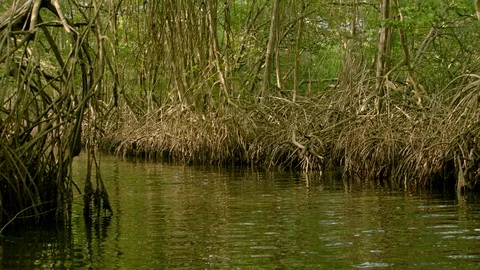 Moving up Mangrove river Stock Footage 92941898