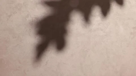 Moving maple leaf shadows on textured beige wall for autumn backgrounds, se.. Stock-Footage 345089934