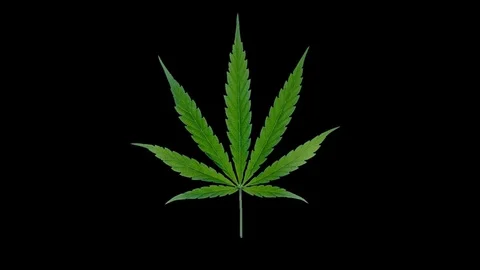 Moving marijuana leaf Stock Footage 88986314