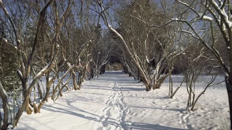 Moving me forward between trees on a cold winter day in the park Видео 146919893