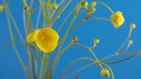 Moving meadow buttercups on a blue background Vídeos de archivo 157828316