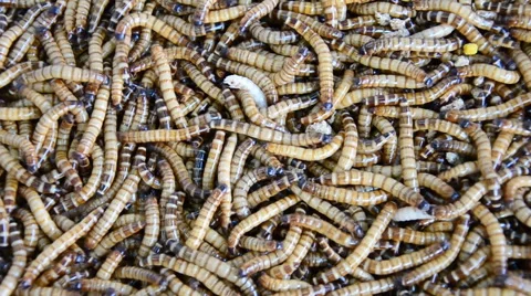 Moving of Mealworms. HD Stock-Footage 42161694