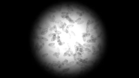 Moving microbes under microscope Stock Footage 72573749