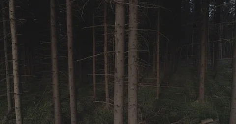 Moving in the midst of trees in the night Stock Footage 118757514