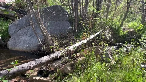 Moving mountain steam with fallen trees and boulders in afternoon sunlight Stock Footage 154224047