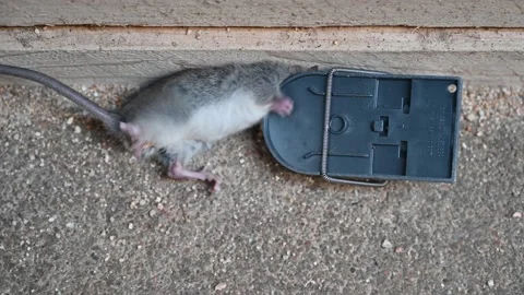 Moving mouse got trapped Stock Footage 162977726