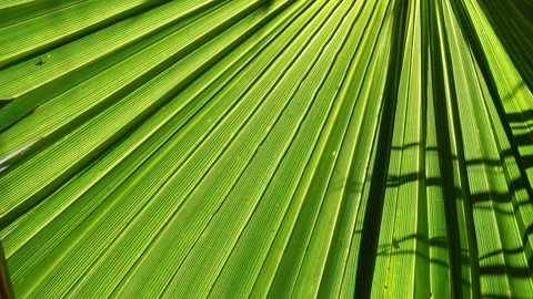 Moving natural background with a palm leaf detail Stock Footage 285231523