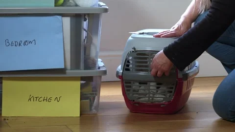 Moving into new home boxes with pet cat in a carrier Stock Footage 311539622