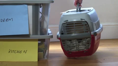 Moving into new home boxes with pet cat in a carrier Stock Footage 313482078