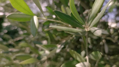 Moving olive tree leaves Stock Footage 132171412