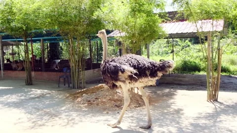 Moving Ostrich Stock Footage 153503920