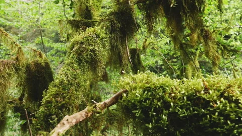 Moving out of a green tree branches with a moss in a forest Stock Footage 204865625