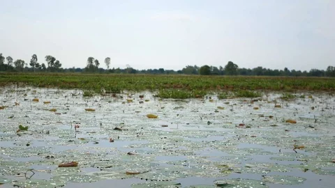 Moving over / along bumpy water surface, lake, by boat, with floating water lily Stock Footage 103492904