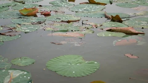 Moving over / along lotus leafs on water surface, lake - left to right Stock Footage 103492834