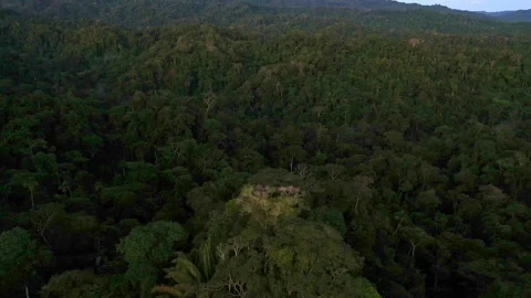 Moving over a biodiverse tree canopy of a tropical forest Stock Footage 196300416