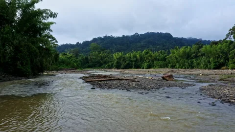 Moving over a broad tropical river lined with bamboo and full of driftwood Stock Footage 196223914