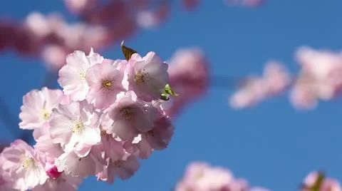 Moving over cherry blossoms Stock Footage 10915305