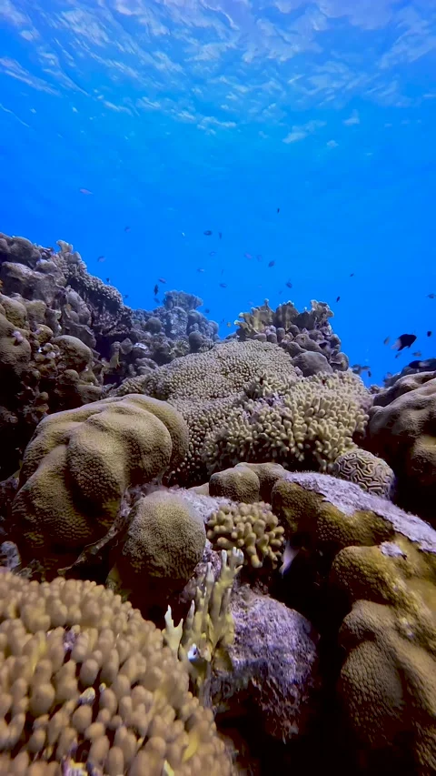 Moving over coral Stock Footage 233225451