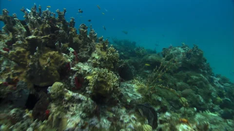 Moving over coral reef to close view of soft-bodied coral 動画素材 59545880