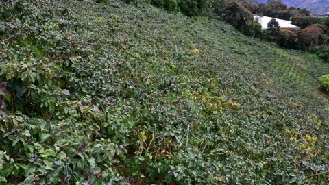 Moving over a field full of Tamarillo, Solanum betaceum Stock Footage 236767982