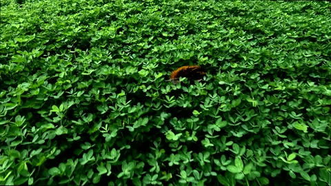 Moving over a field of green clover like weeds Stock Footage 336930816