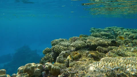 Moving over flat-top on shallow coral reef approaching drop off, reef is Stock Footage 311001451