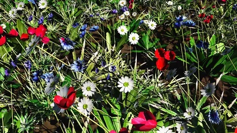Moving over flower field Stock Footage 96065661